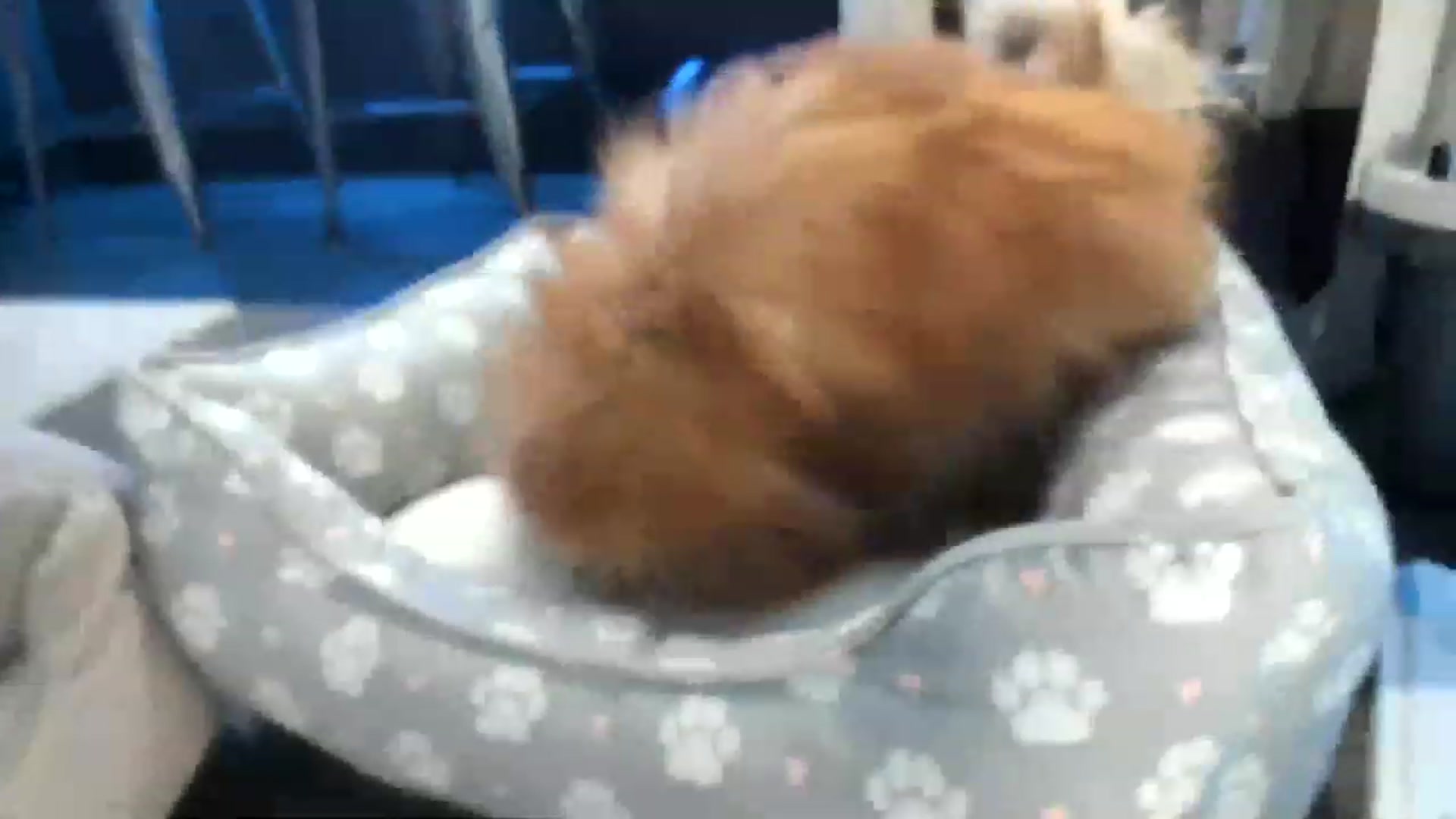 Gallery image thumbnail from Boots10's myfreecams stream on, 02/23/2023, 05:20 image 13 of 20