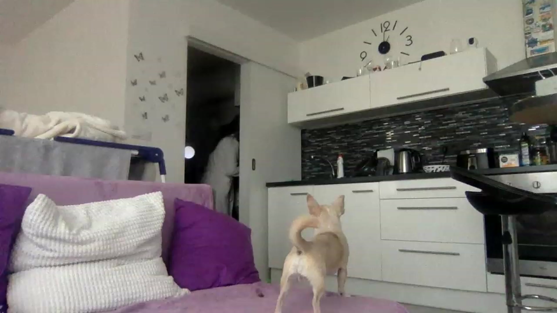 Gallery image thumbnail from Brandybella's myfreecams stream on, 11/25/2022, 12:17 image 13 of 20