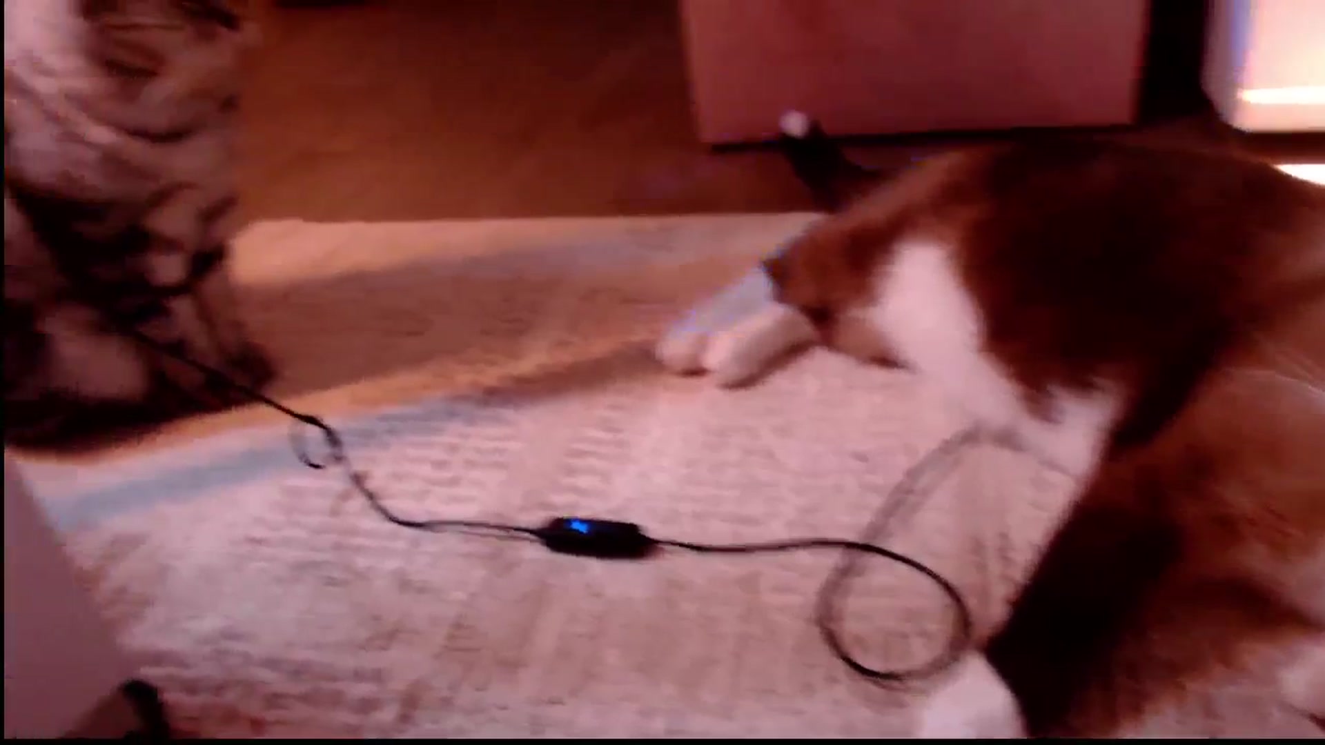 Gallery image thumbnail from Bratty_Dya's myfreecams stream on, 11/21/2024, 02:18 image 16 of 20