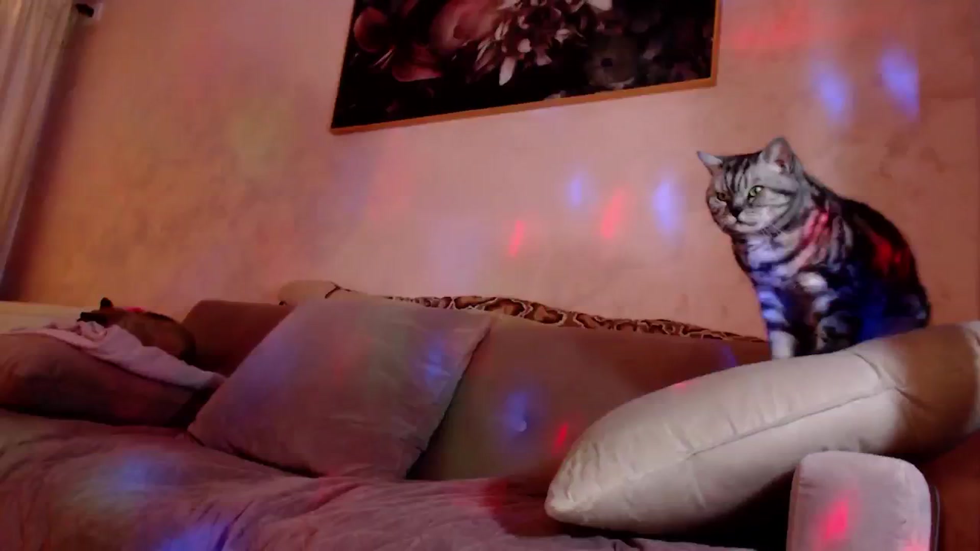 Gallery image thumbnail from Bratty_Dya's myfreecams stream on, 10/27/2025, 23:12 image 16 of 20