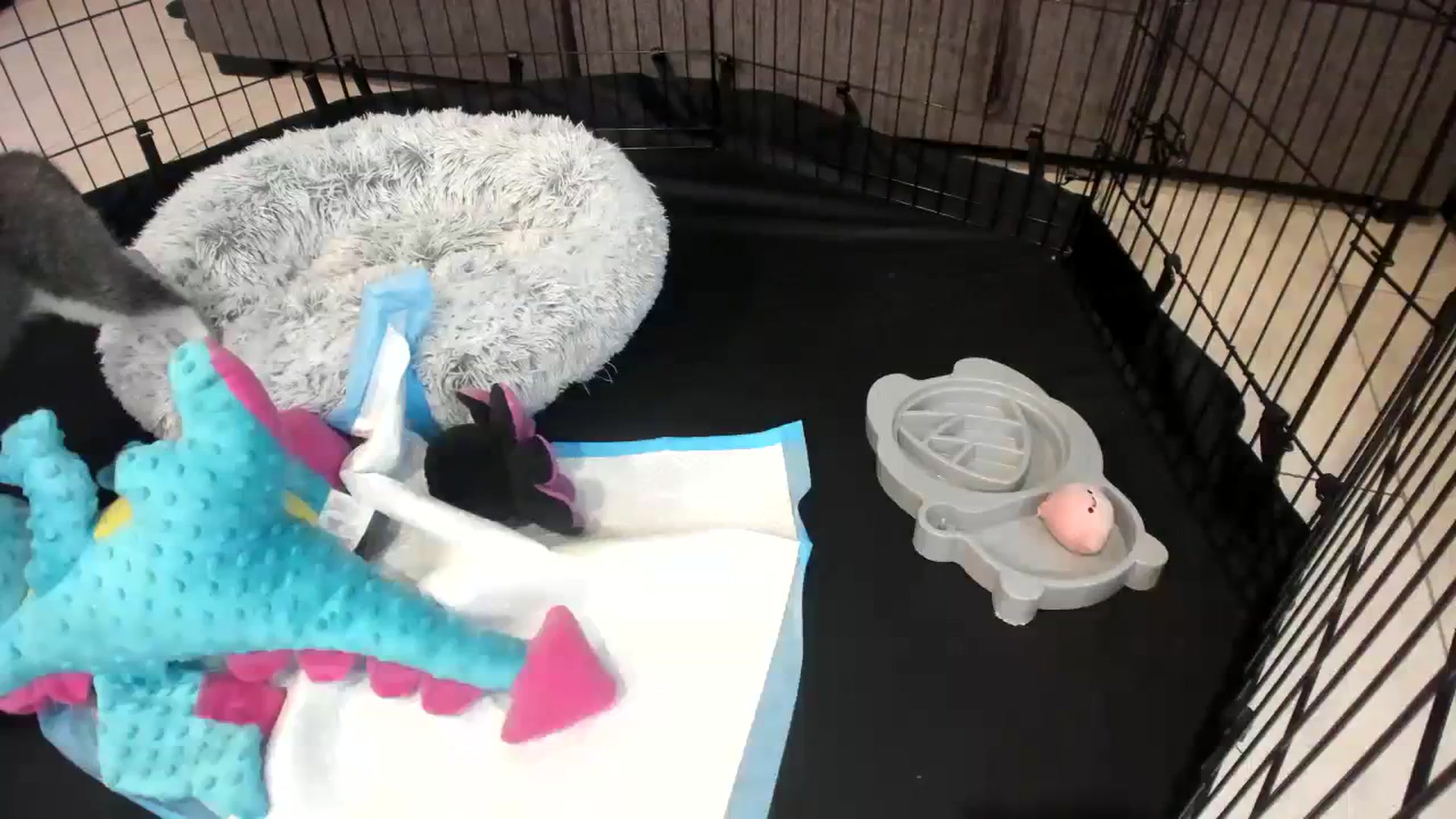 Gallery image thumbnail from BrinaNellie_'s myfreecams stream on, 08/22/2023, 06:35 image 7 of 20