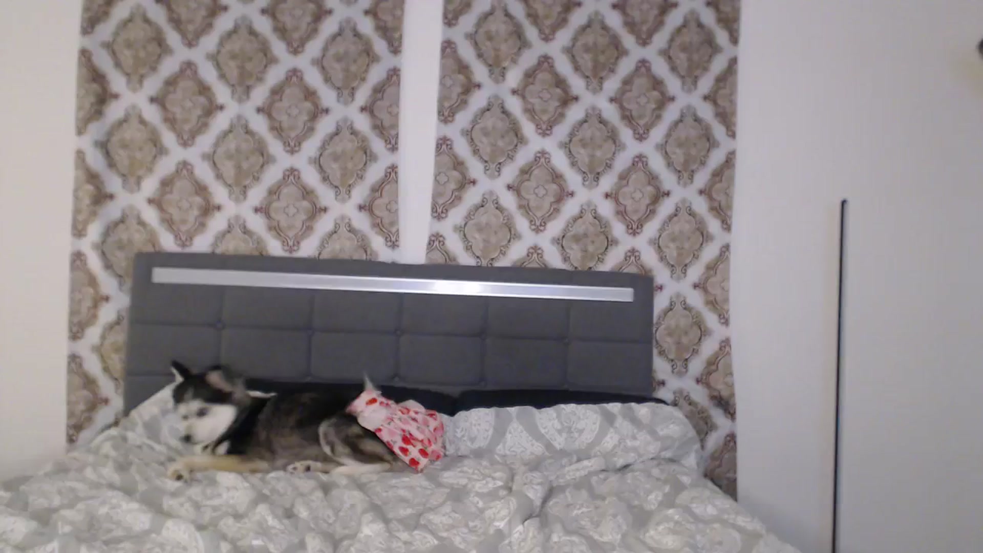 Gallery image thumbnail from BritneyButts's myfreecams stream on, 09/11/2023, 20:38 image 18 of 20