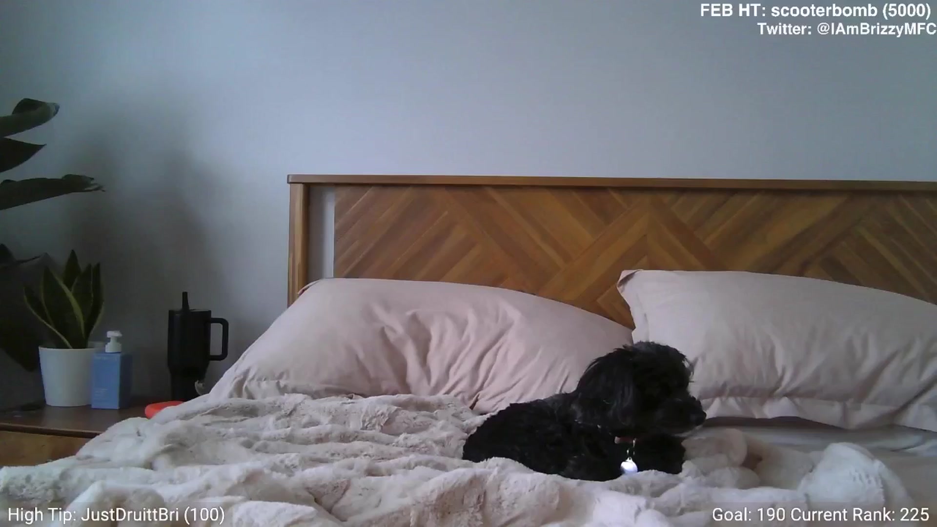 Gallery image thumbnail from Brizzy's myfreecams stream on, 02/05/2025, 21:38 image 9 of 20