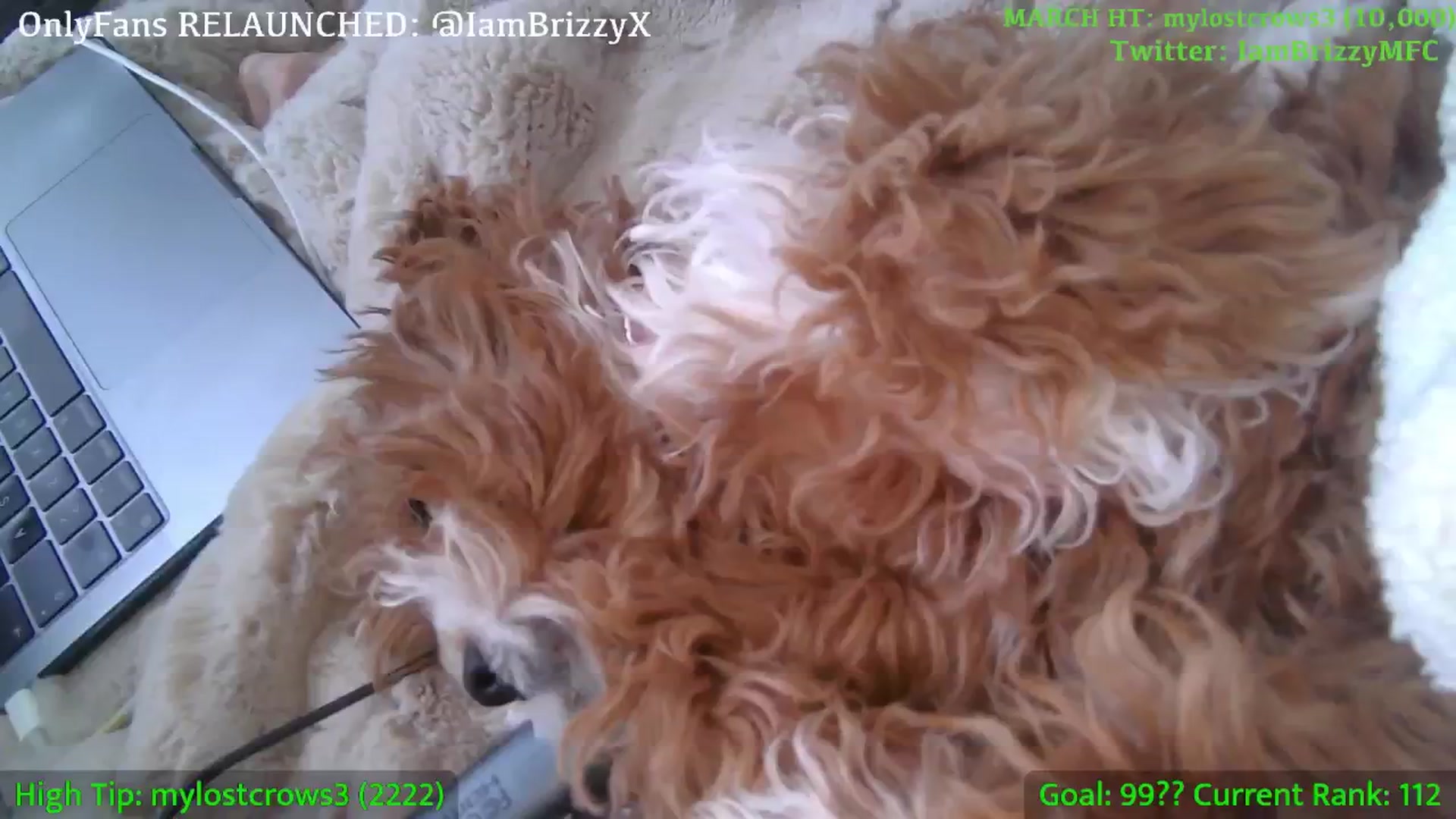 Gallery image thumbnail from Brizzy's myfreecams stream on, 03/14/2025, 21:11 image 19 of 20