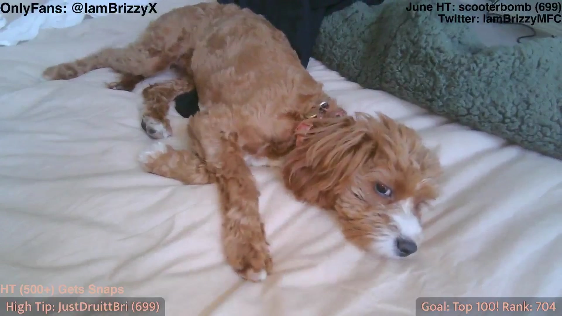Gallery image thumbnail from Brizzy's myfreecams stream on, 06/02/2025, 21:26 image 10 of 20