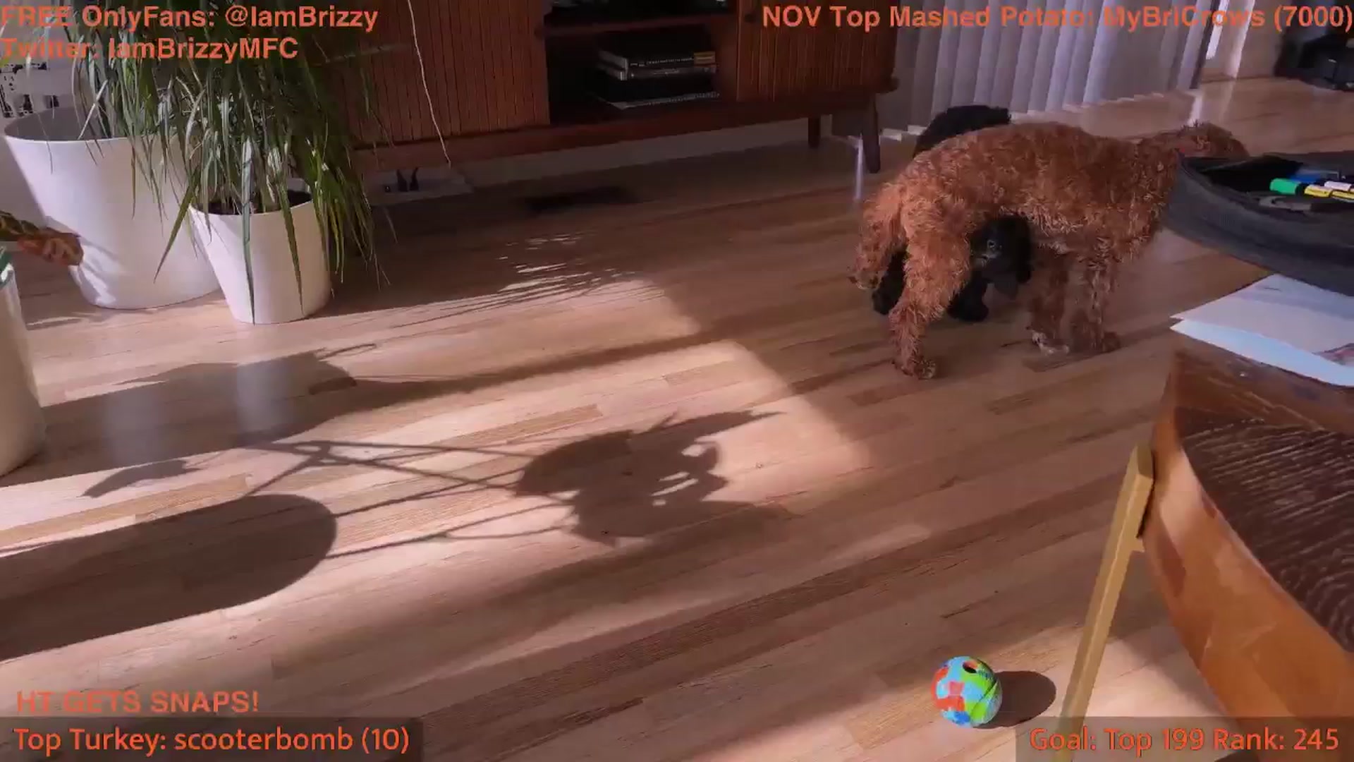 Gallery image thumbnail from Brizzy's myfreecams stream on, 11/10/2025, 19:31 image 7 of 20