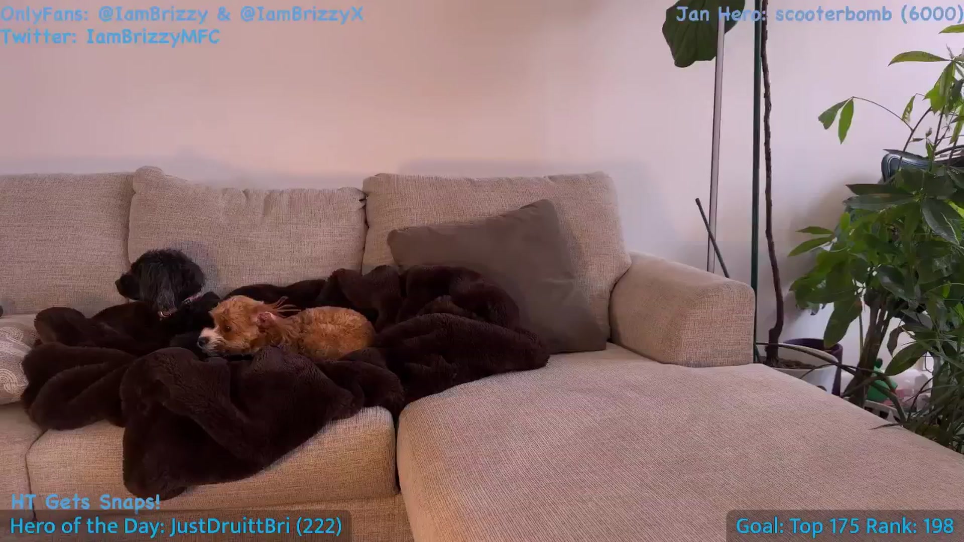 Gallery image thumbnail from Brizzy's myfreecams stream on, 01/08/2026, 21:52 image 14 of 20