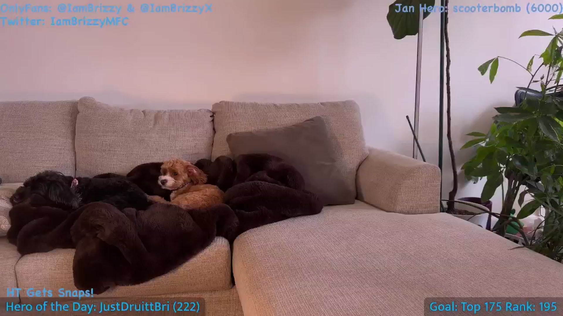 Gallery image thumbnail from Brizzy's myfreecams stream on, 01/08/2026, 21:52 image 19 of 20