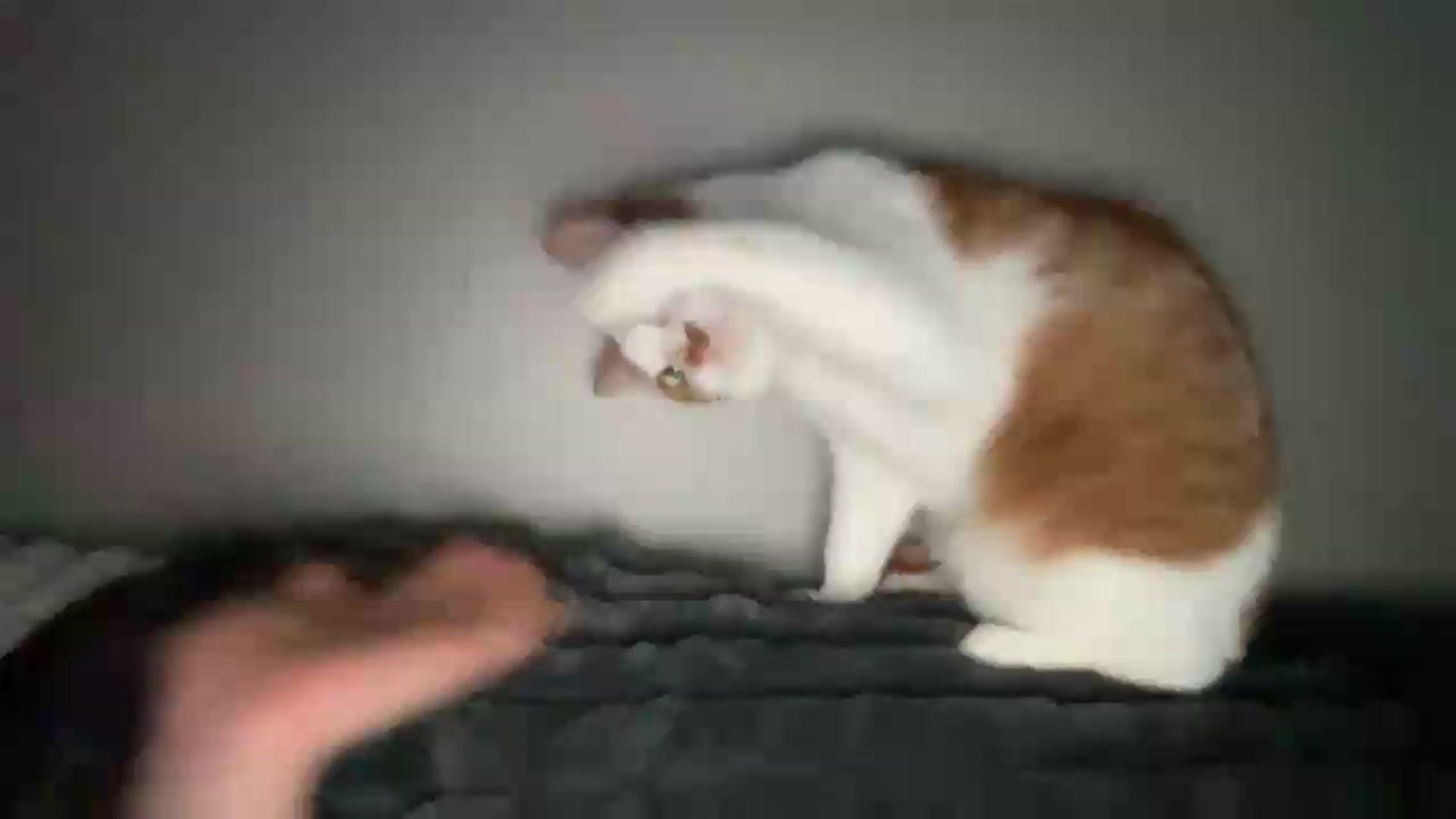 Gallery image thumbnail from BuckwheatLady's myfreecams stream on, 07/07/2026, 18:33 image 12 of 20