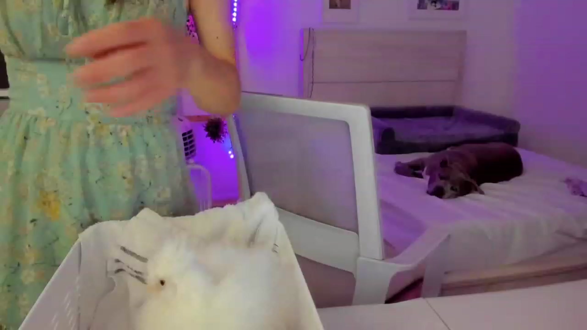 Gallery image thumbnail from Bunni_'s myfreecams stream on, 07/26/2023, 06:25 image 11 of 20