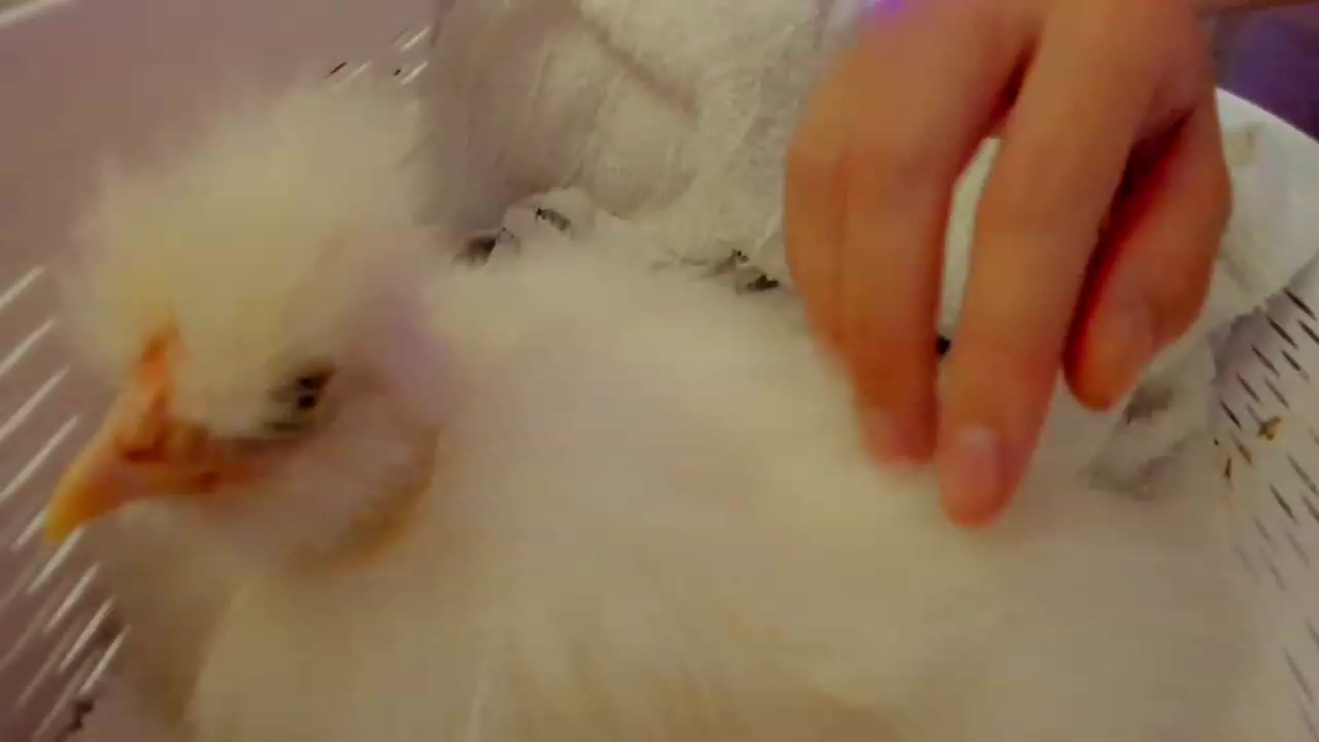 Gallery image thumbnail from Bunni_'s myfreecams stream on, 07/26/2023, 07:10 image 1 of 20
