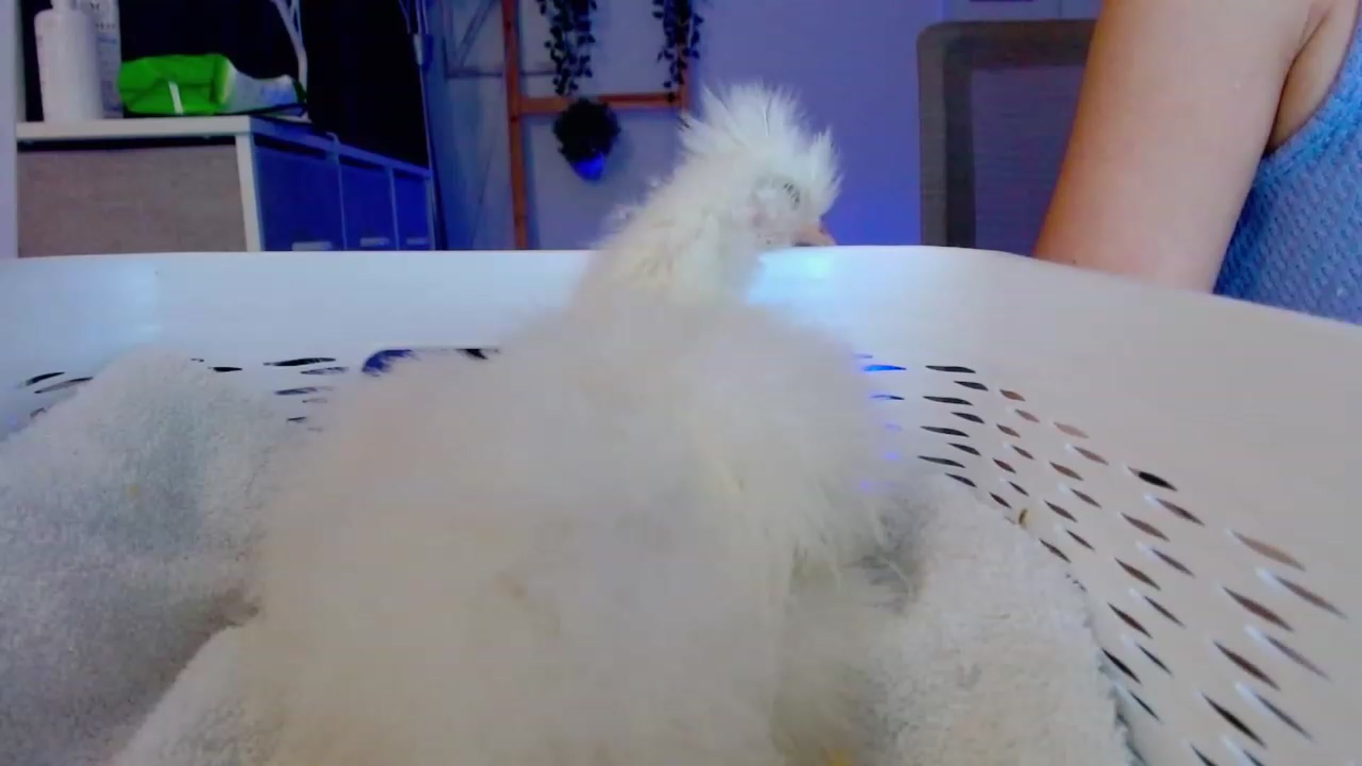 Gallery image thumbnail from Bunni_'s myfreecams stream on, 07/29/2023, 06:35 image 1 of 20