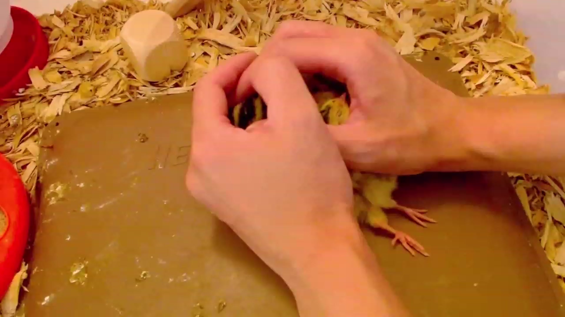 Gallery image thumbnail from Bunni_'s myfreecams stream on, 08/01/2023, 07:05 image 20 of 20