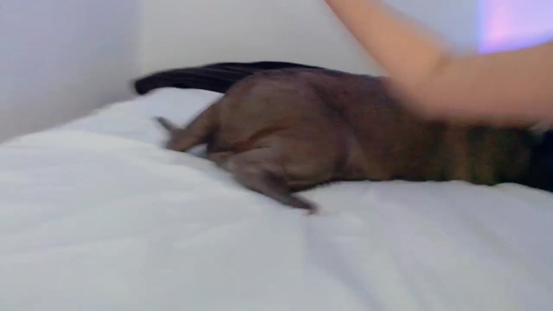 Gallery image thumbnail from Bunni_'s myfreecams stream on, 08/14/2023, 06:44 image 14 of 20