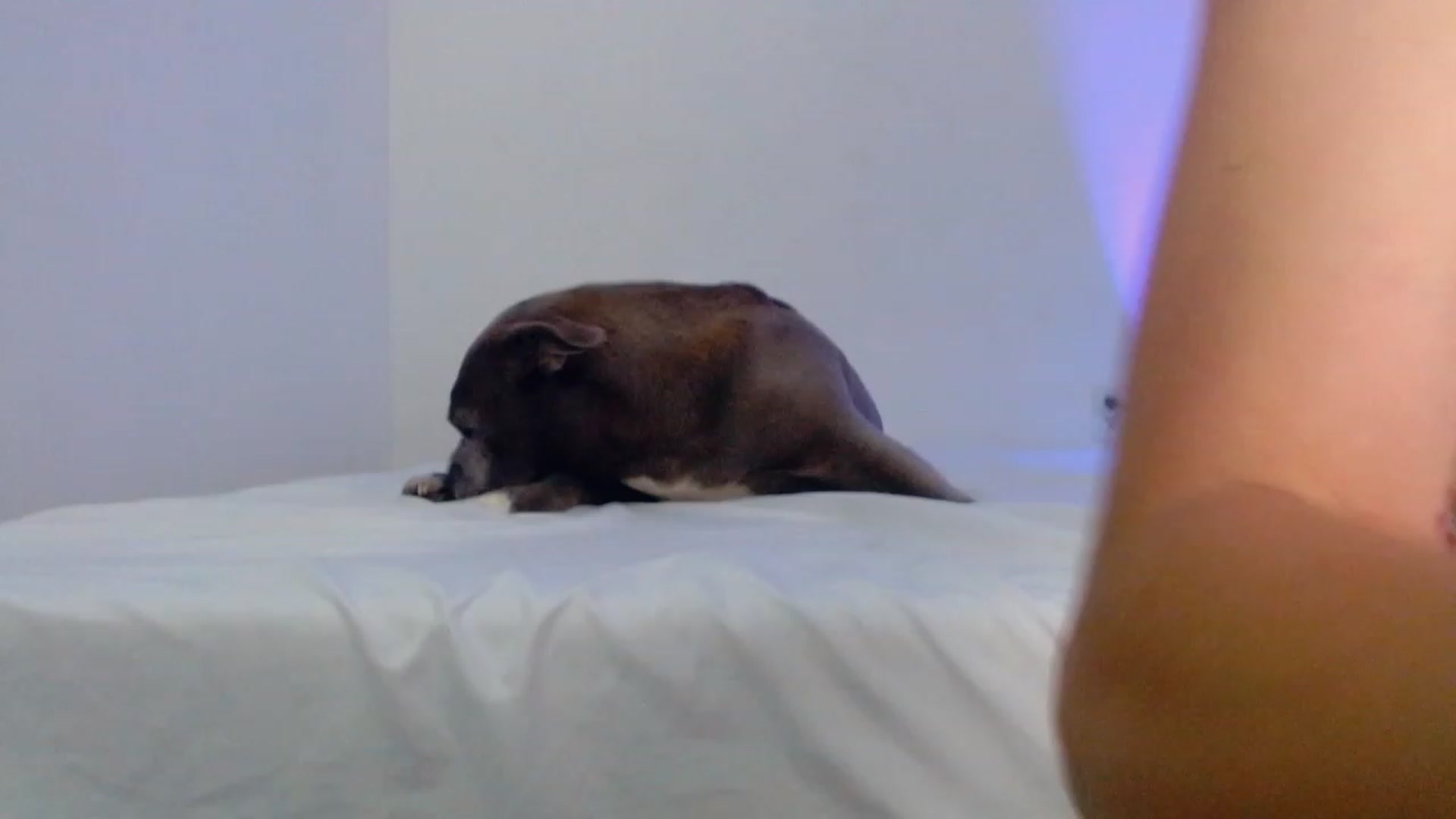 Gallery image thumbnail from Bunni_'s myfreecams stream on, 08/14/2023, 06:44 image 1 of 20