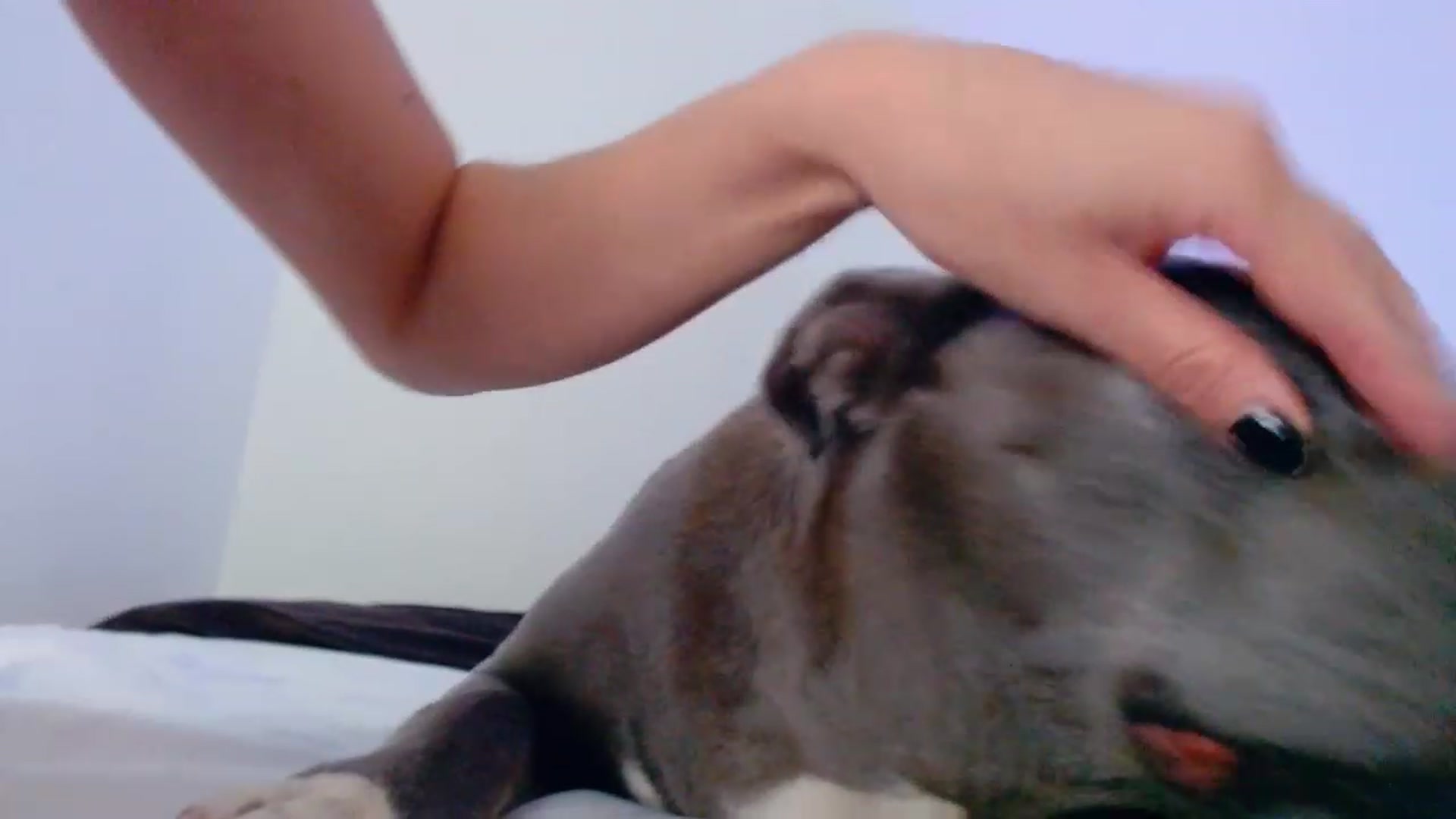 Gallery image thumbnail from Bunni_'s myfreecams stream on, 08/14/2023, 06:44 image 10 of 20