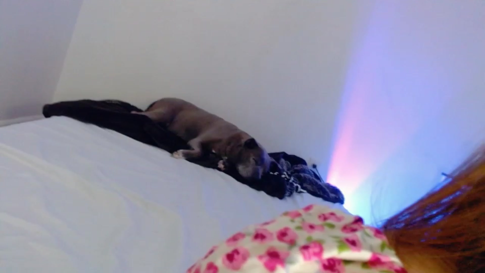 Gallery image thumbnail from Bunni_'s myfreecams stream on, 08/14/2023, 07:09 image 4 of 20