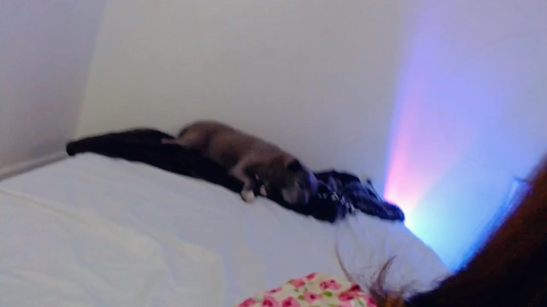 Gallery image thumbnail from Bunni_'s myfreecams stream on, 08/14/2023, 07:09 image 5 of 20