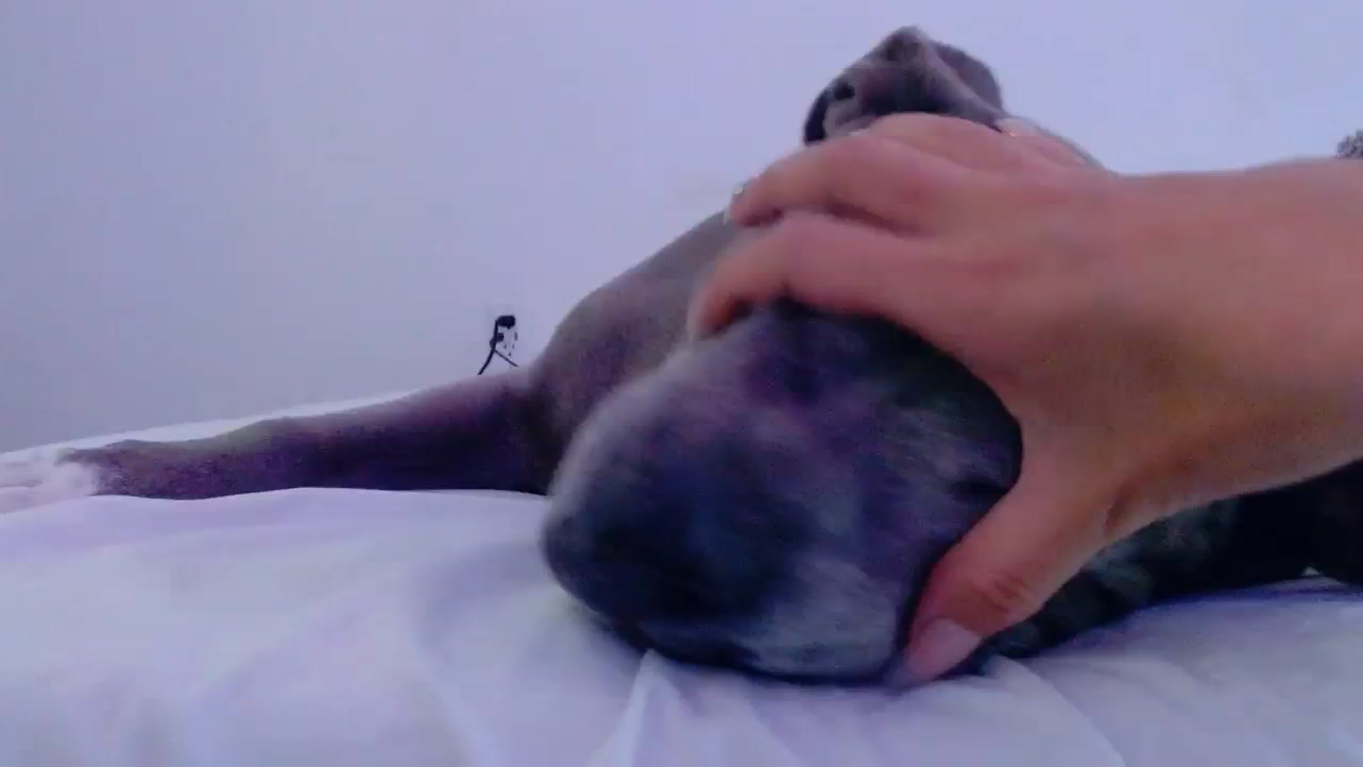 Gallery image thumbnail from Bunni_'s myfreecams stream on, 08/17/2023, 06:54 image 1 of 20