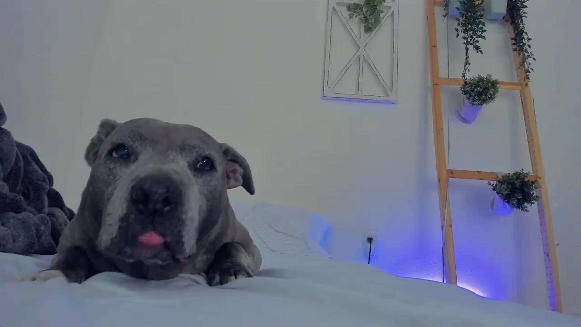 Gallery image thumbnail from Bunni_'s myfreecams stream on, 08/18/2023, 06:02 image 20 of 20