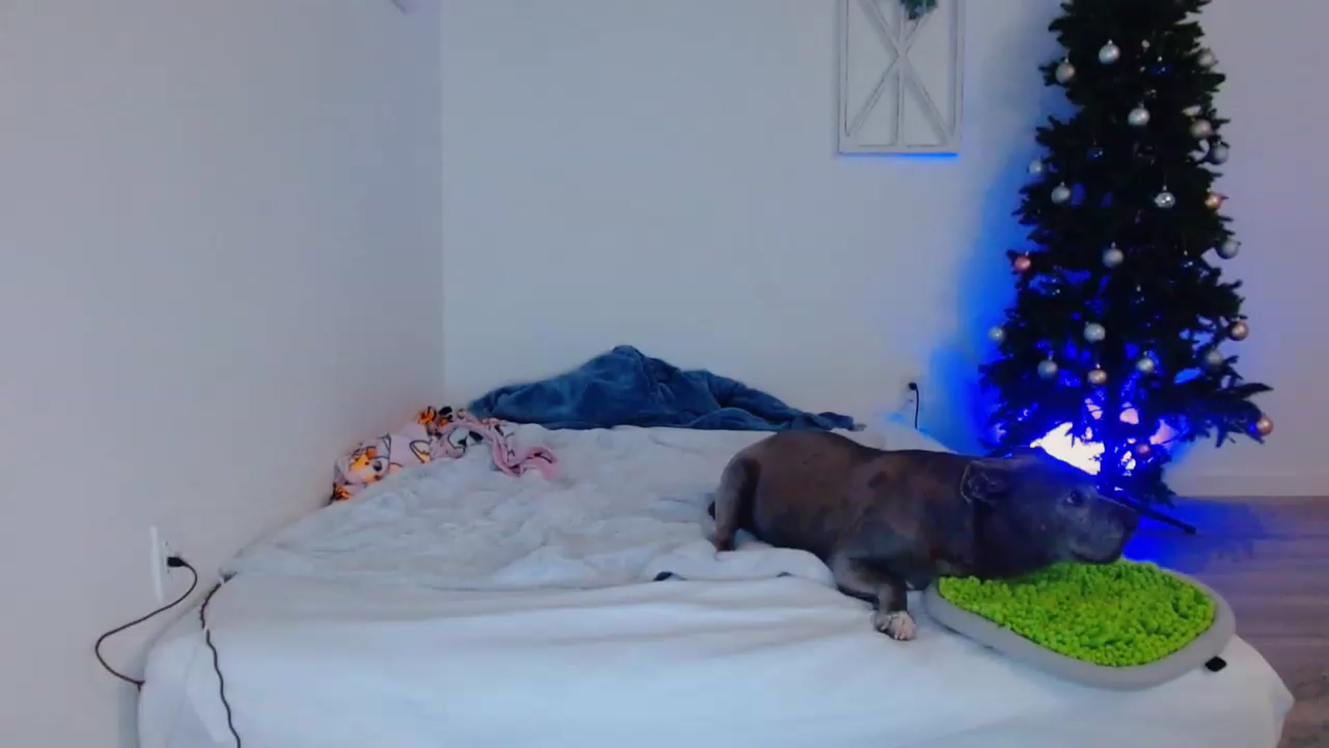 Gallery image thumbnail from Bunni_'s myfreecams stream on, 12/04/2023, 07:28 image 12 of 20