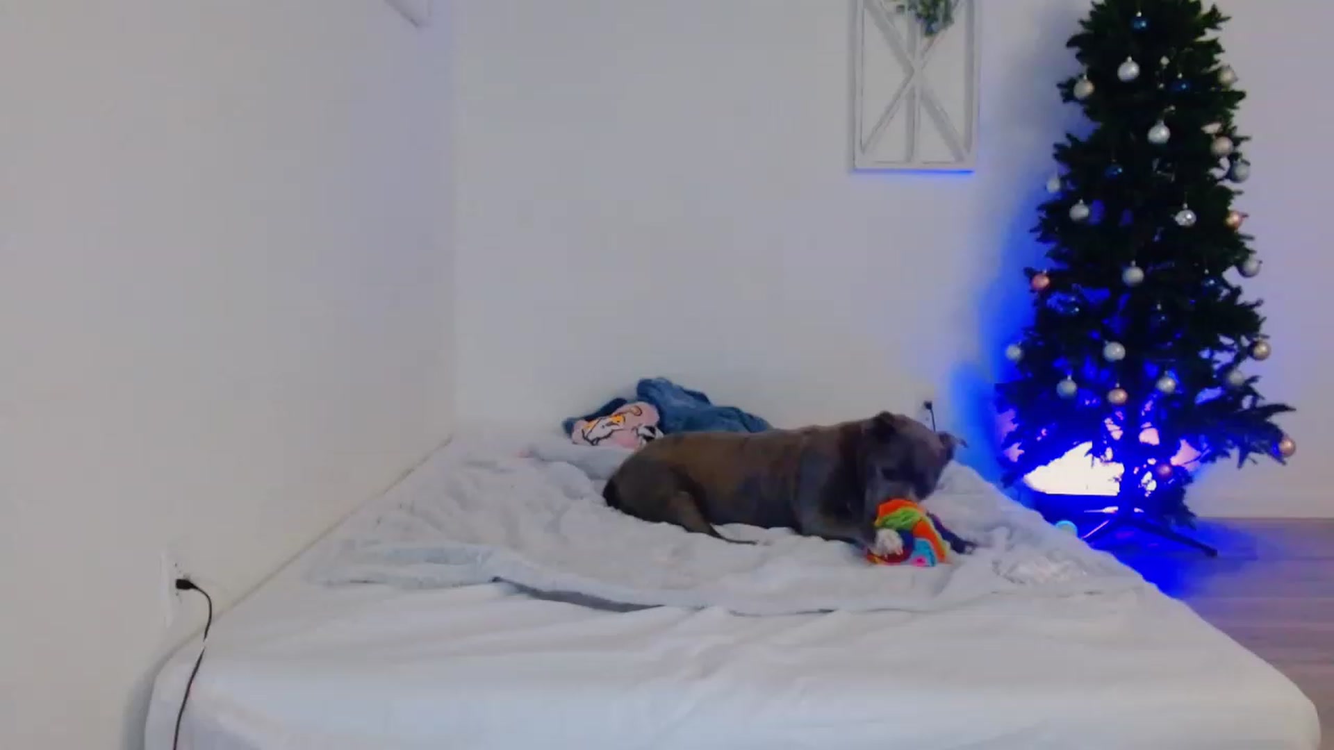 Gallery image thumbnail from Bunni_'s myfreecams stream on, 12/06/2023, 06:19 image 10 of 20