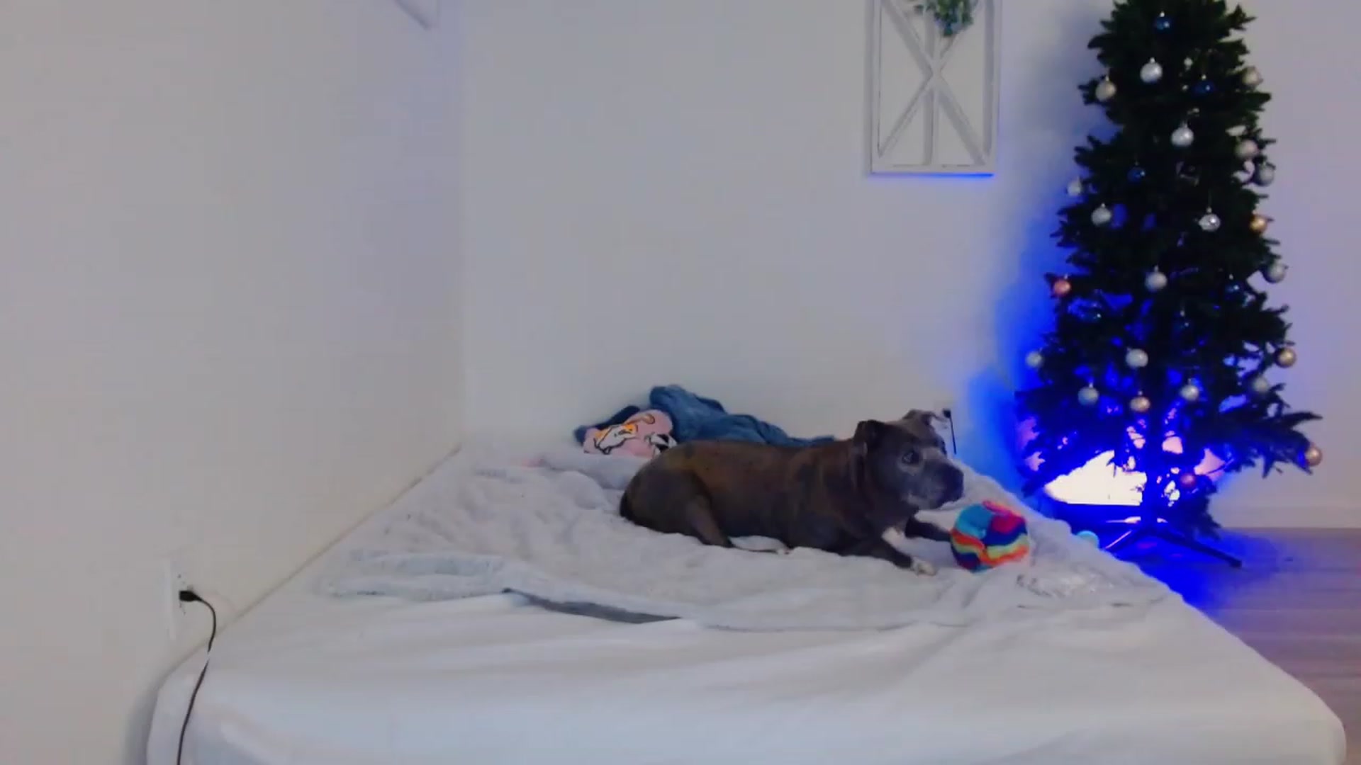 Gallery image thumbnail from Bunni_'s myfreecams stream on, 12/06/2023, 06:19 image 6 of 20