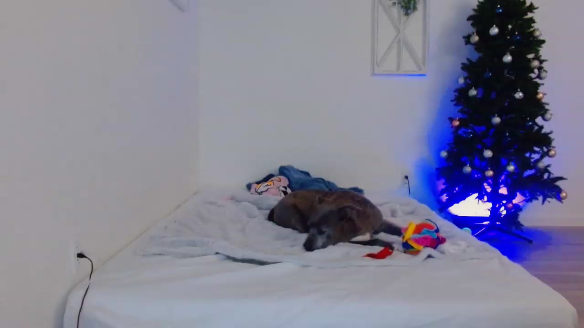 Gallery image thumbnail from Bunni_'s myfreecams stream on, 12/06/2023, 06:19 image 15 of 20