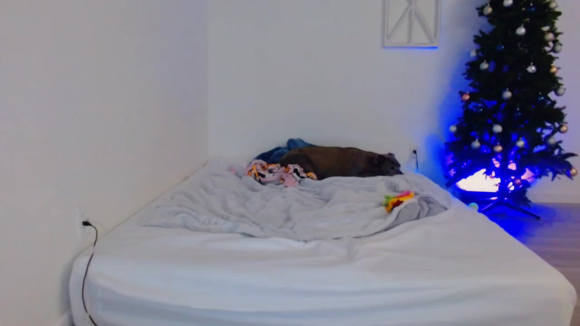 Gallery image thumbnail from Bunni_'s myfreecams stream on, 12/06/2023, 07:45 image 18 of 20