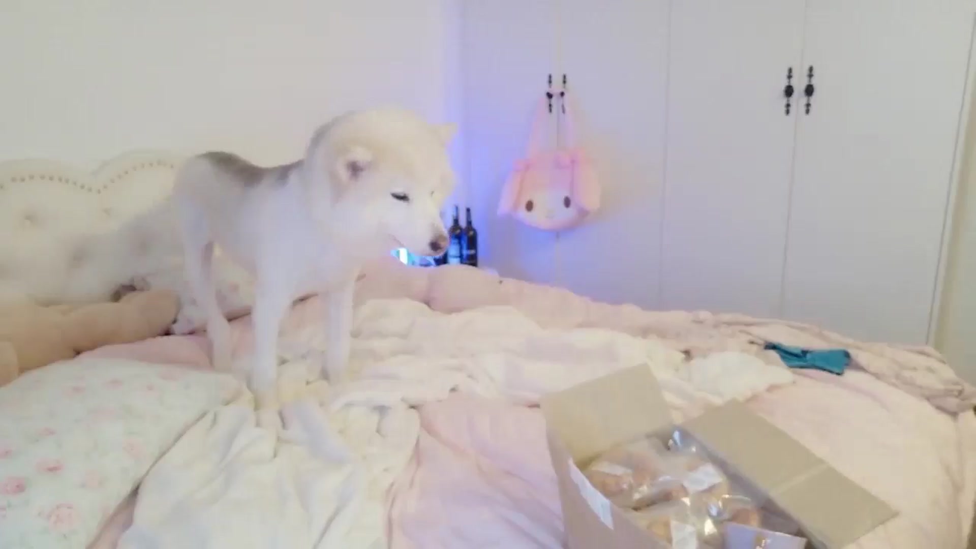Gallery image thumbnail from Bunni_'s myfreecams stream on, 04/21/2026, 06:00 image 2 of 20