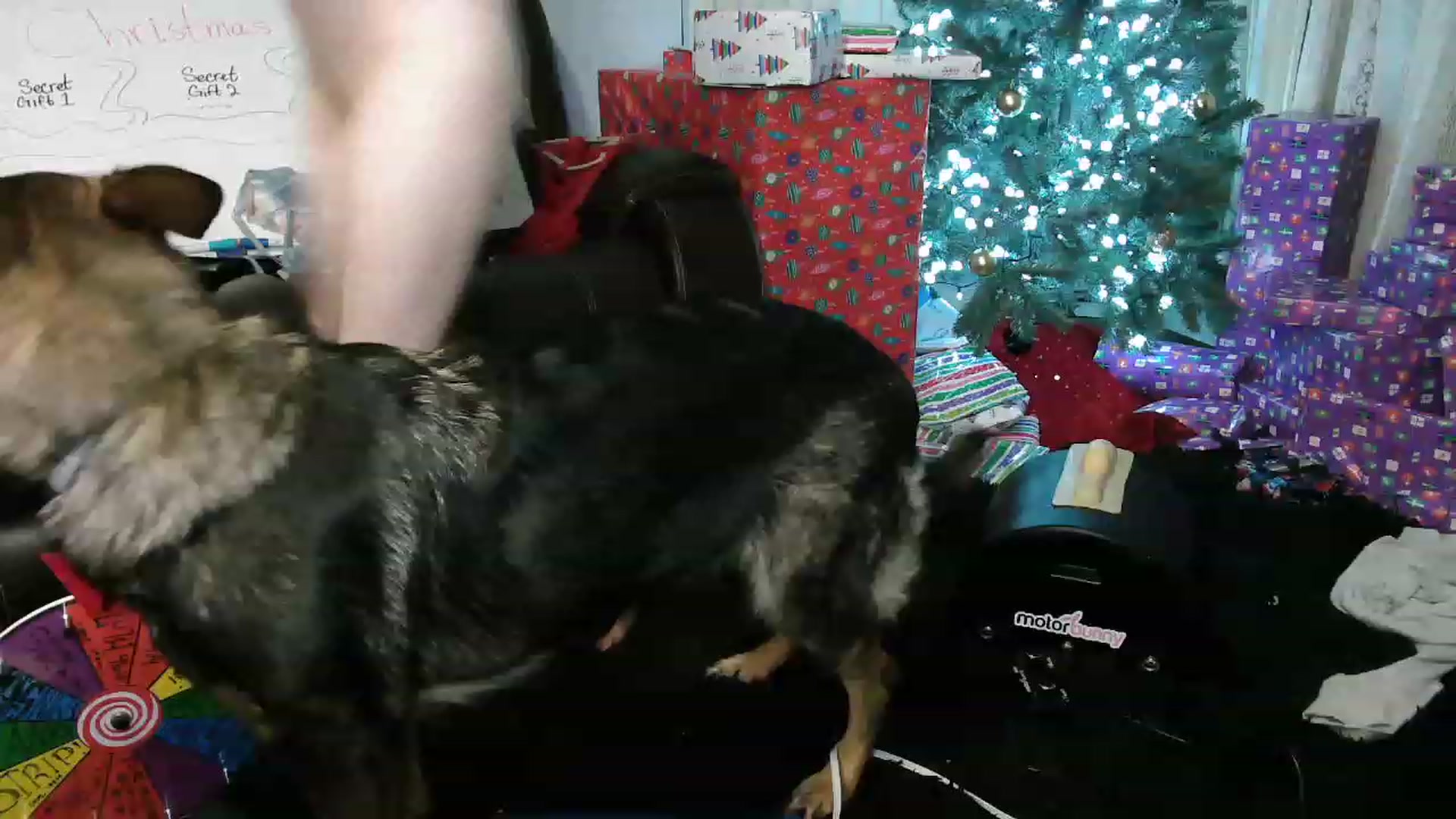 Gallery image thumbnail from Bunnydathug's myfreecams stream on, 12/25/2022, 06:15 image 20 of 20
