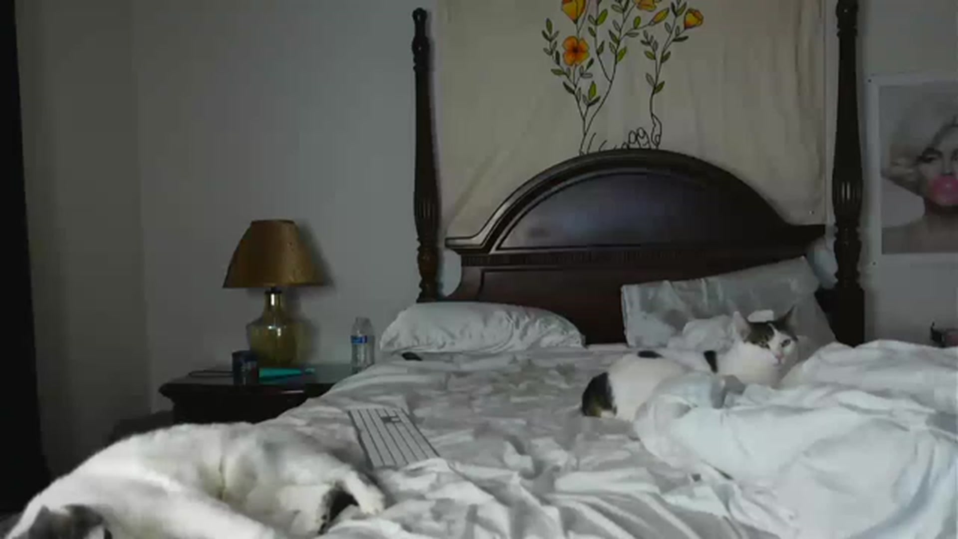 Gallery image thumbnail from BustyRedHeadx's myfreecams stream on, 01/16/2023, 07:02 image 2 of 20