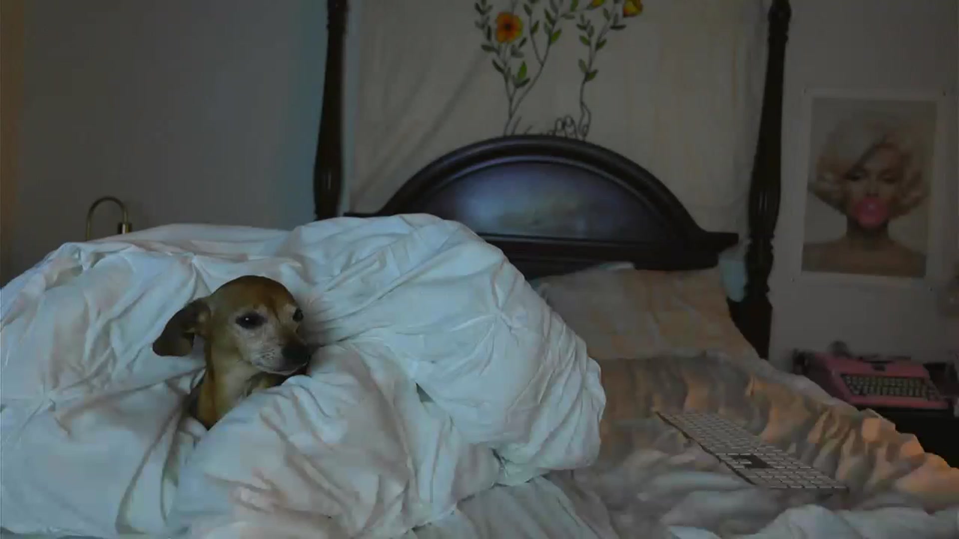 Gallery image thumbnail from BustyRedHeadx's myfreecams stream on, 05/18/2023, 08:14 image 16 of 20