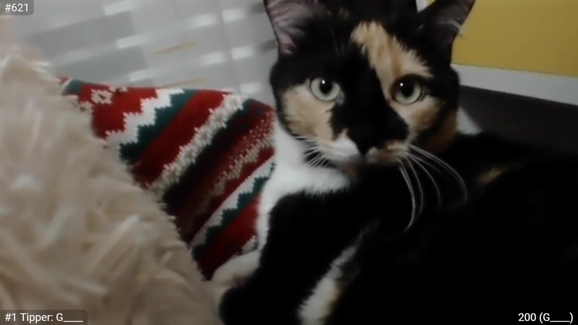 Gallery image thumbnail from CandySmores's myfreecams stream on, 01/08/2023, 22:53 image 17 of 20