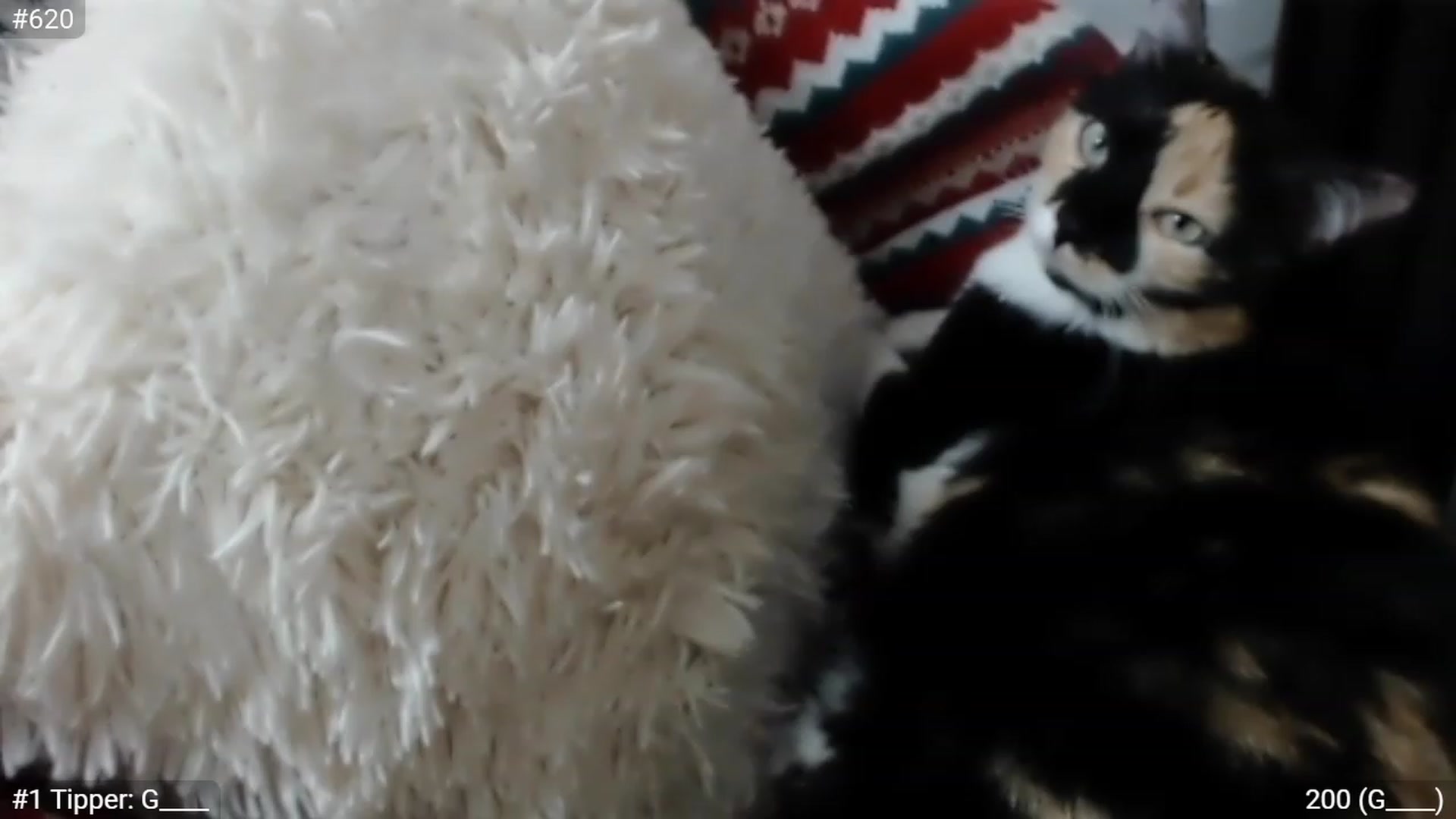 Gallery image thumbnail from CandySmores's myfreecams stream on, 01/08/2023, 22:53 image 16 of 20