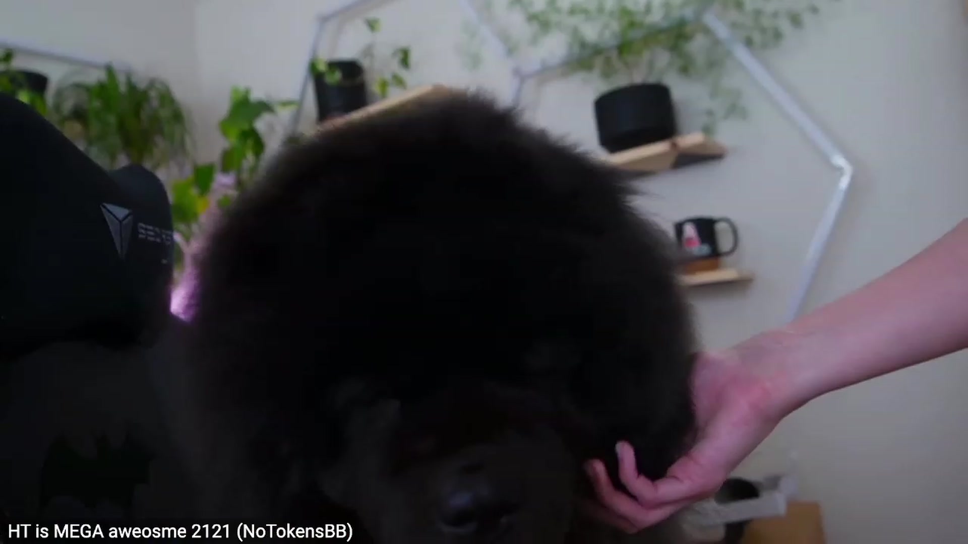 Gallery image thumbnail from Carmen's myfreecams stream on, 03/03/2023, 07:08 image 9 of 20