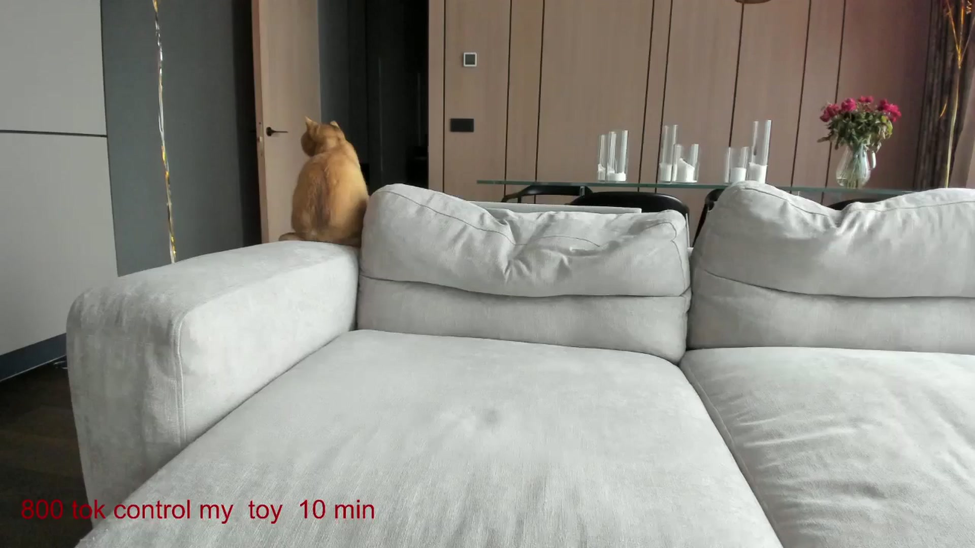 Gallery image thumbnail from CarolinaHerer's myfreecams stream on, 11/14/2024, 13:00 image 12 of 20