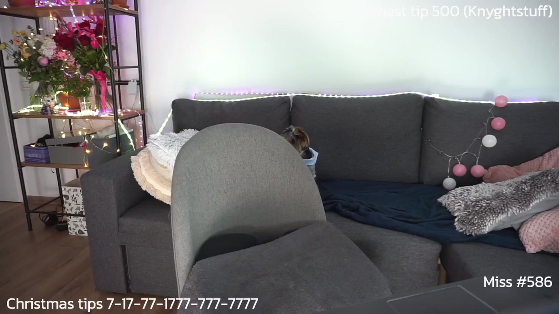 Gallery image thumbnail from Carrolyna's myfreecams stream on, 02/11/2024, 21:45 image 16 of 20