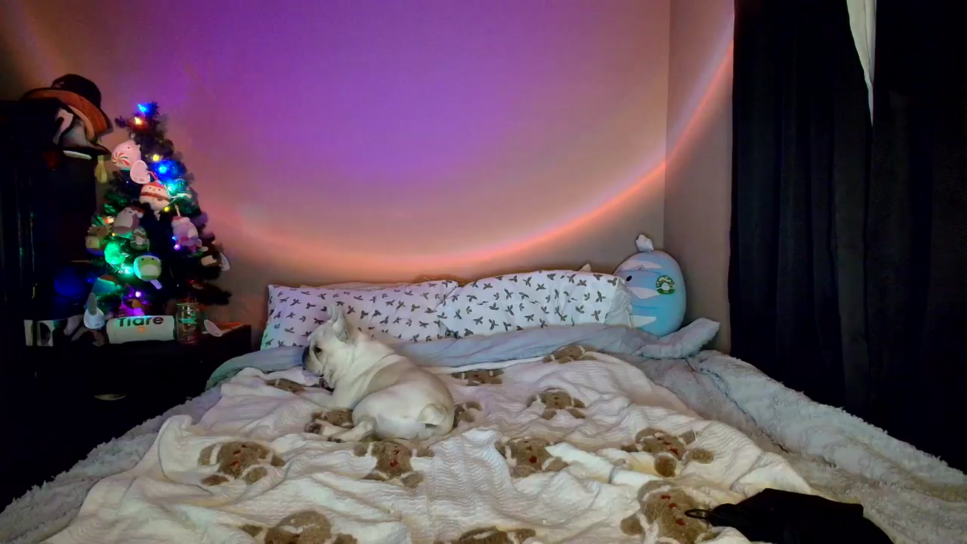 Gallery image thumbnail from CashleyBanks's myfreecams stream on, 11/24/2025, 20:18 image 3 of 20