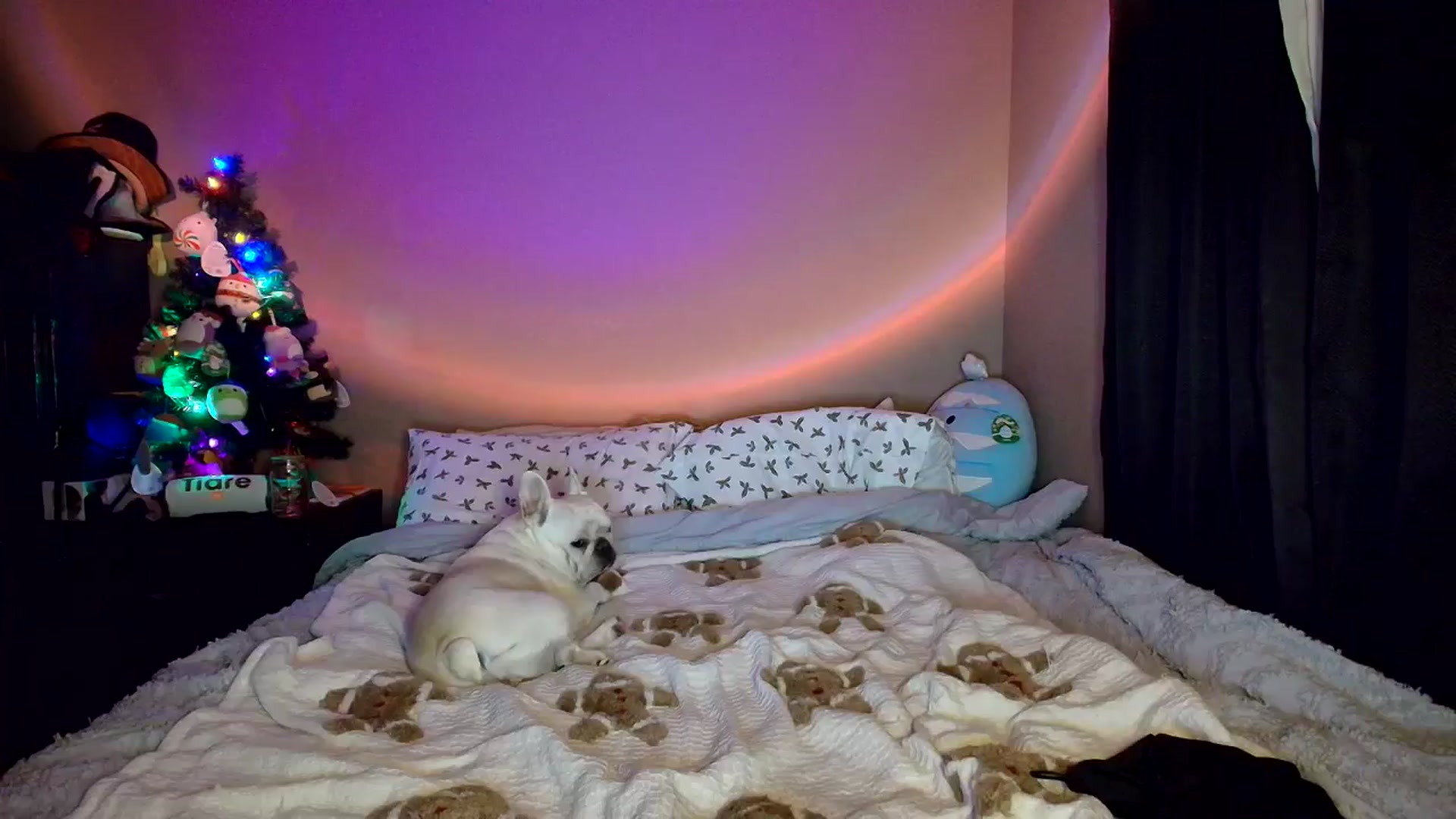 Gallery image thumbnail from CashleyBanks's myfreecams stream on, 11/24/2025, 20:18 image 9 of 20