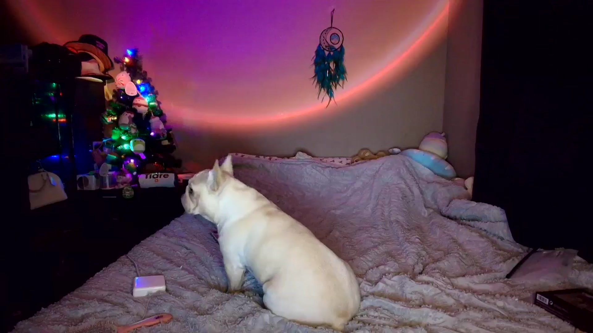 Gallery image thumbnail from CashleyBanks's myfreecams stream on, 12/12/2025, 21:19 image 14 of 20