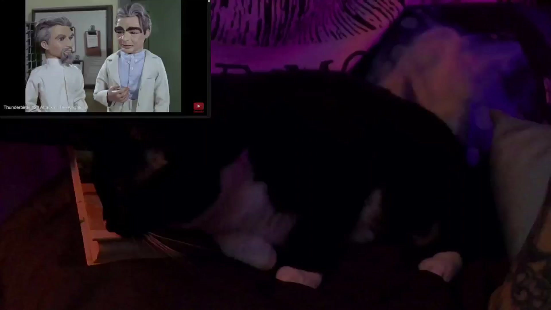 Gallery image thumbnail from CdrTroi's myfreecams stream on, 09/19/2024, 07:02 image 1 of 20