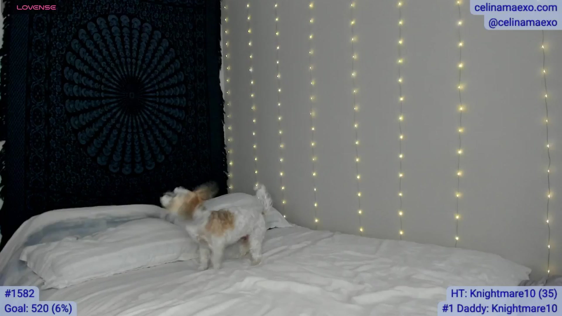 Gallery image thumbnail from Celinamaexo's myfreecams stream on, 12/15/2025, 17:34 image 9 of 20