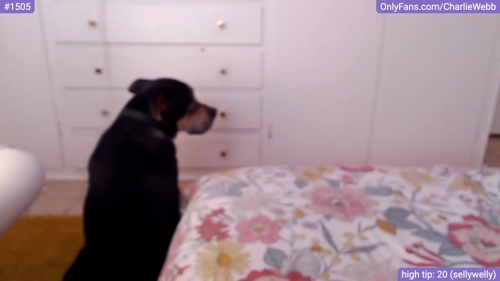 Gallery image thumbnail from CharlieWebb's myfreecams stream on, 10/12/2023, 10:09 image 18 of 20