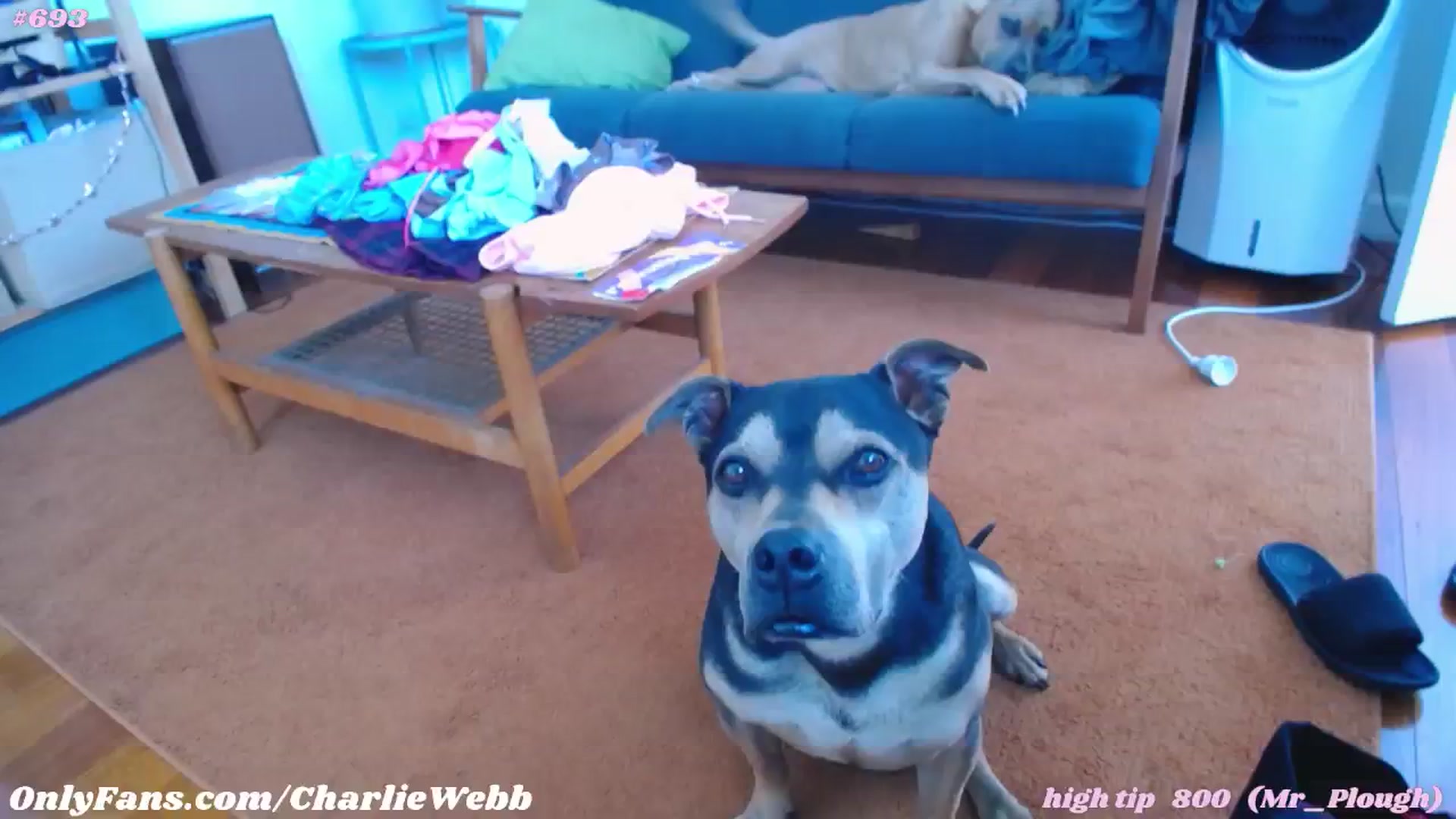 Gallery image thumbnail from CharlieWebb's myfreecams stream on, 12/31/2024, 07:35 image 15 of 20