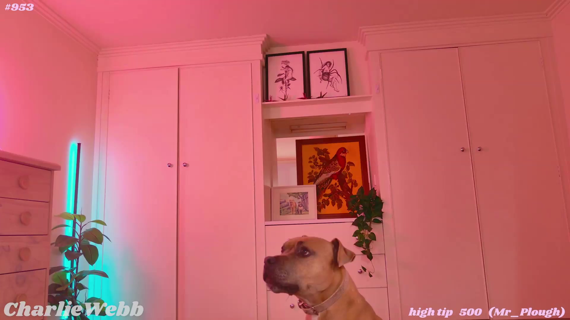 Gallery image thumbnail from CharlieWebb's myfreecams stream on, 08/01/2026, 05:21 image 16 of 20