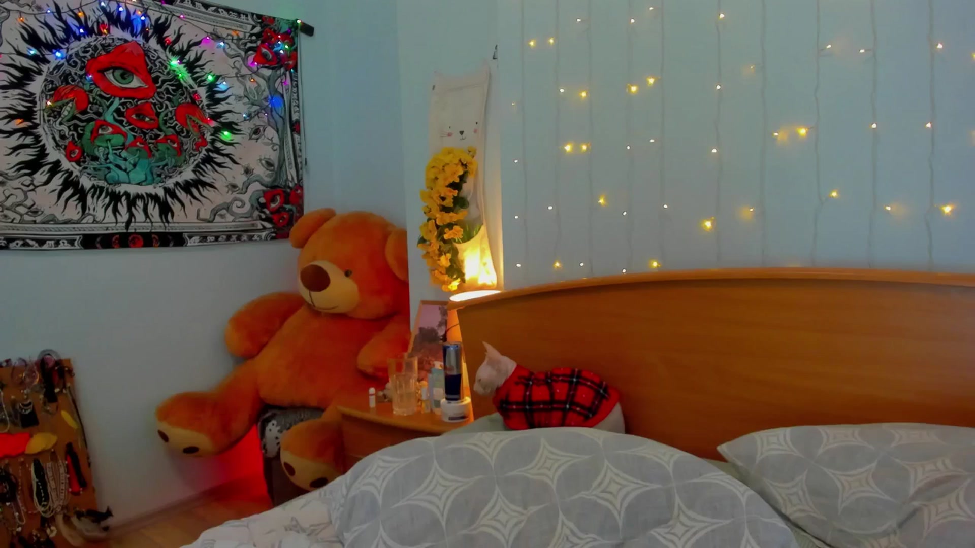 Gallery image thumbnail from CherrySoda's myfreecams stream on, 10/24/2024, 09:43 image 15 of 20