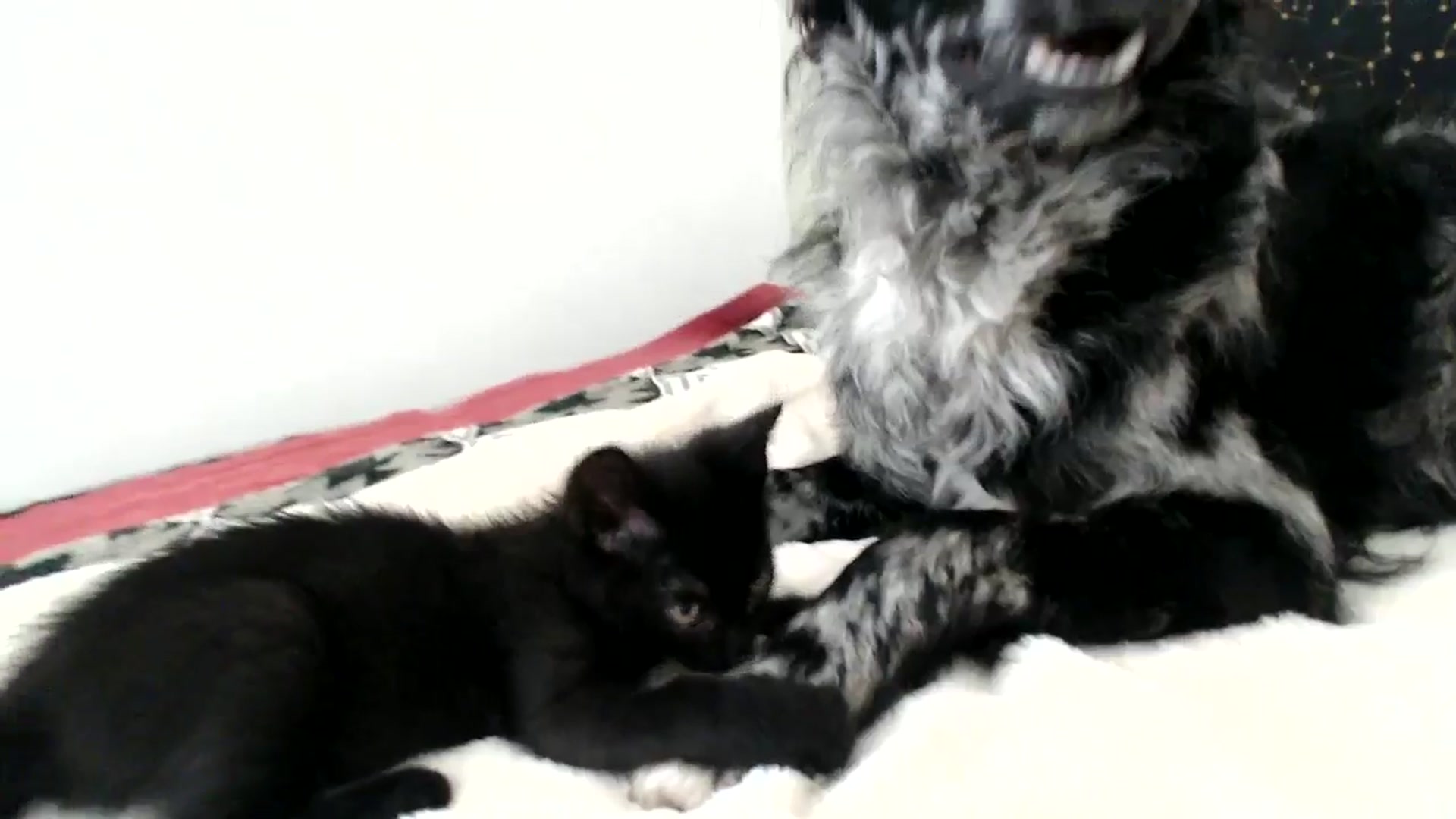 Gallery image thumbnail from ChristinaKey's myfreecams stream on, 09/03/2025, 15:34 image 17 of 20