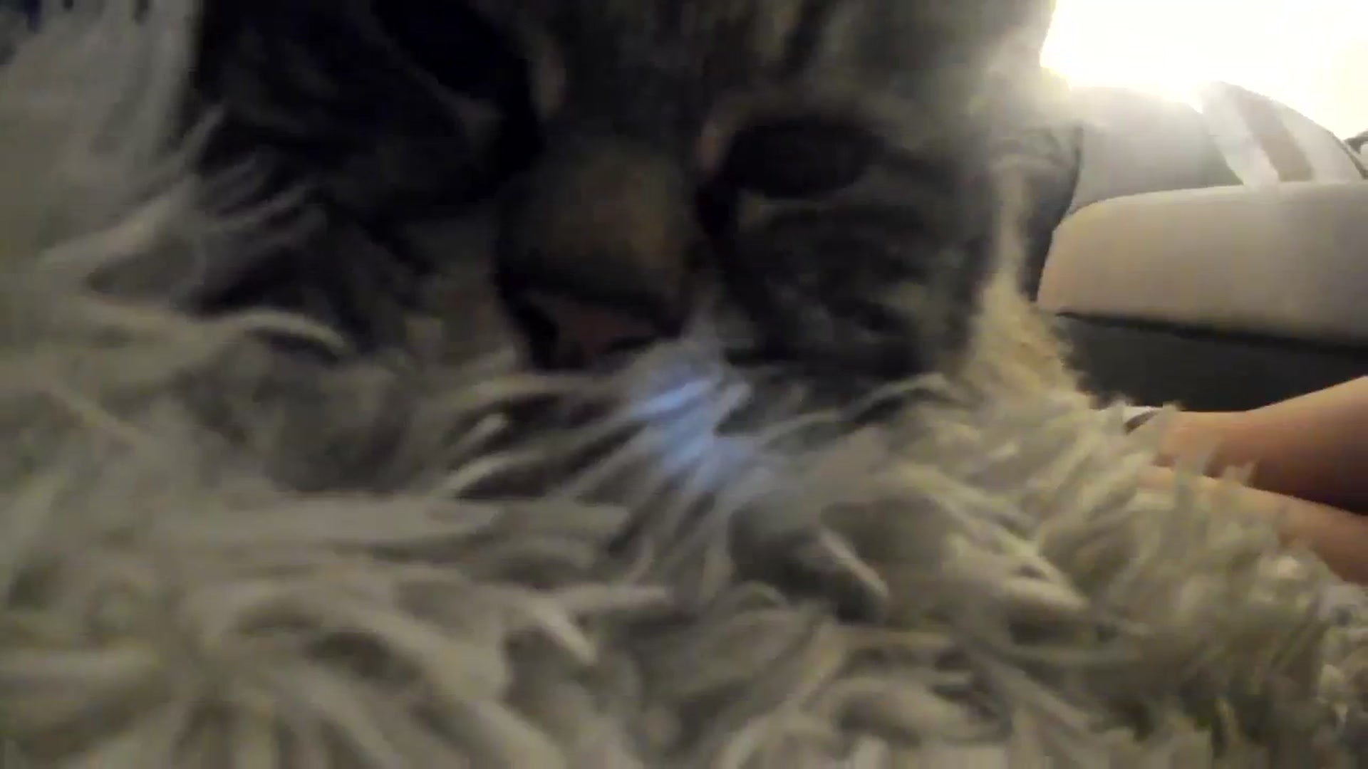 Gallery image thumbnail from Ciarra's myfreecams stream on, 11/24/2023, 07:59 image 17 of 20