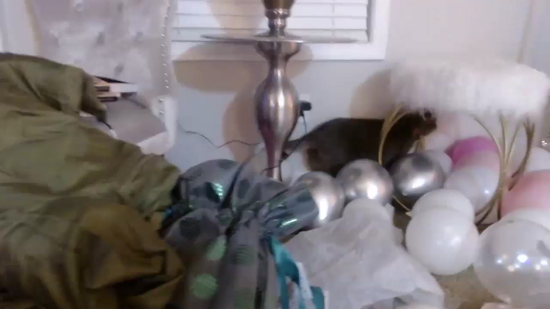 Gallery image thumbnail from Ciarra's myfreecams stream on, 12/25/2023, 07:32 image 16 of 20